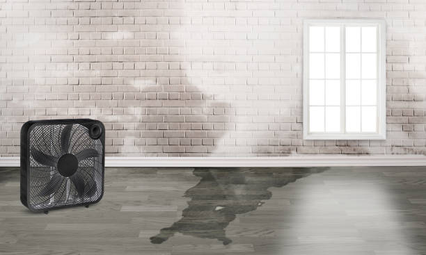 Best Water damage restoration specialists  in Murphys Estates, SC